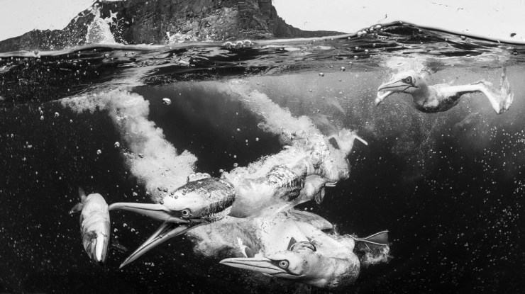 Diving Gannets fighting for a Mackerel