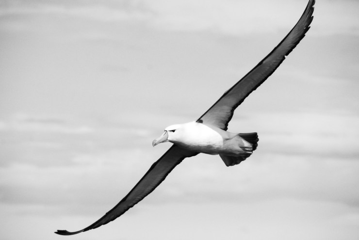 The word albatross is sometimes used metaphorically to mean a psychological burden that feels like a curse. It is an allusion to Samuel Taylor Coleridge's poem The Rime of the Ancient Mariner (1798). In the poem, an albatross starts to follow a ship — being followed by an albatross was considered a sign of good luck. However, the ancient mariner shoots the albatross with a crossbow, which was regarded as an act that cursed the ship